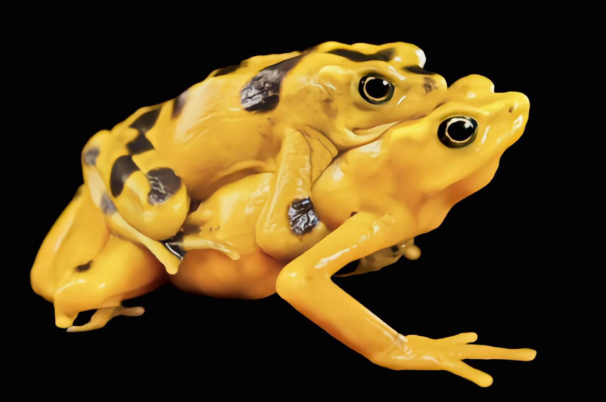 每天认识一种动物——巴拿马金蛙 巴拿马金蛙别名泽氏斑蟾是巴拿马特