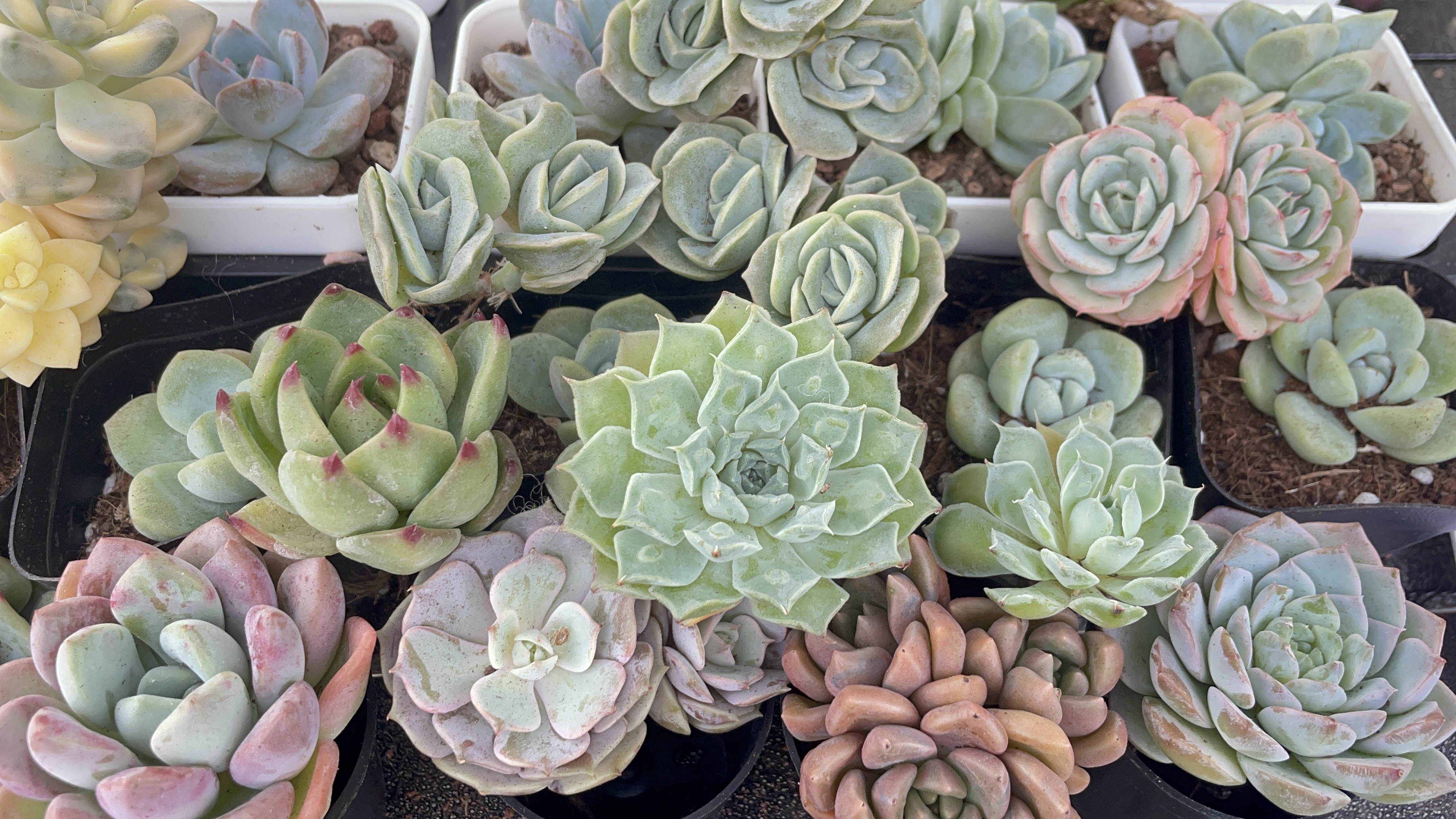 多肉开箱专业户来了,9.9的蓝龙小贵货,第一次见的油漆桶