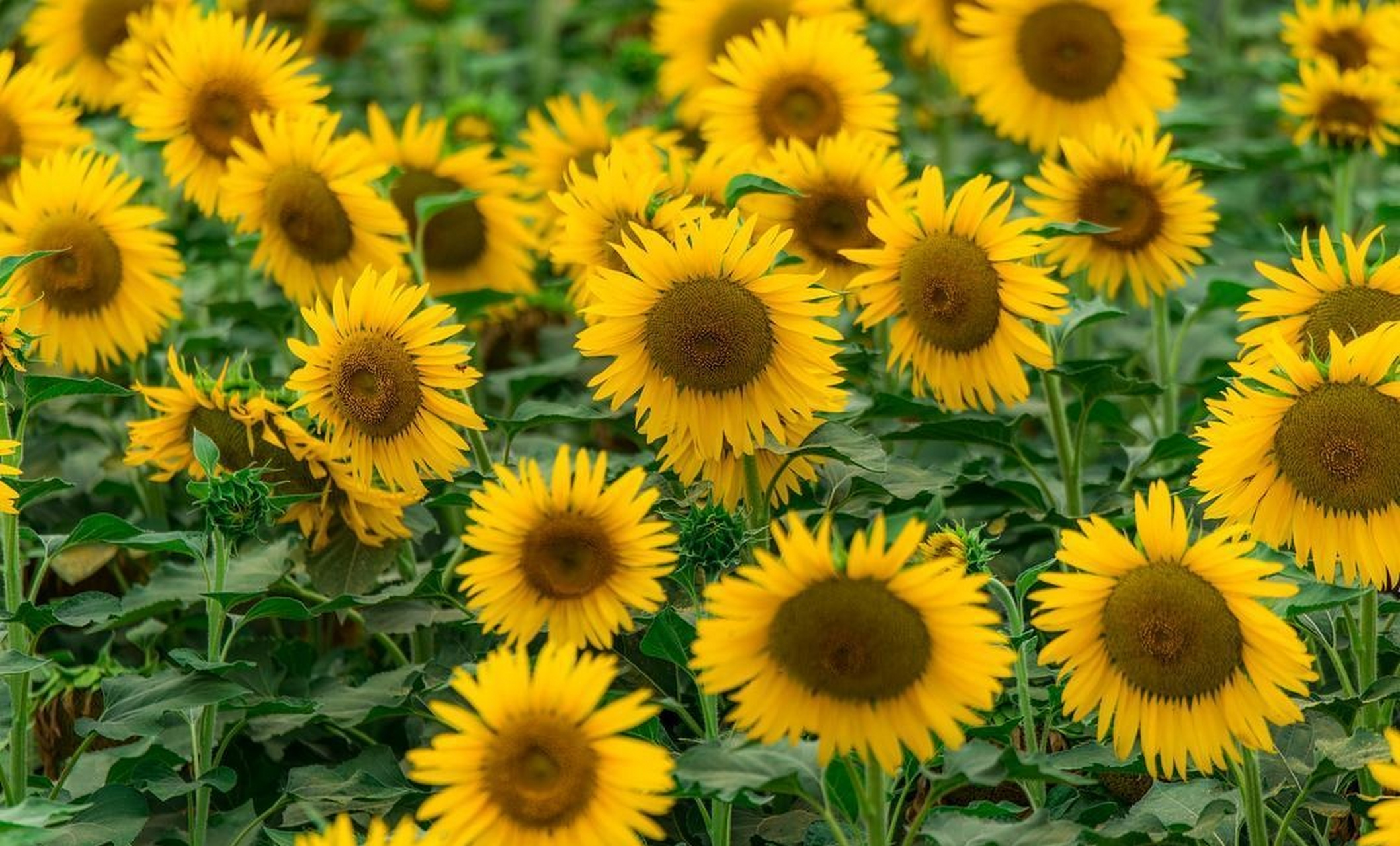 向日葵,真可爱.喜欢它的向着太阳的精神