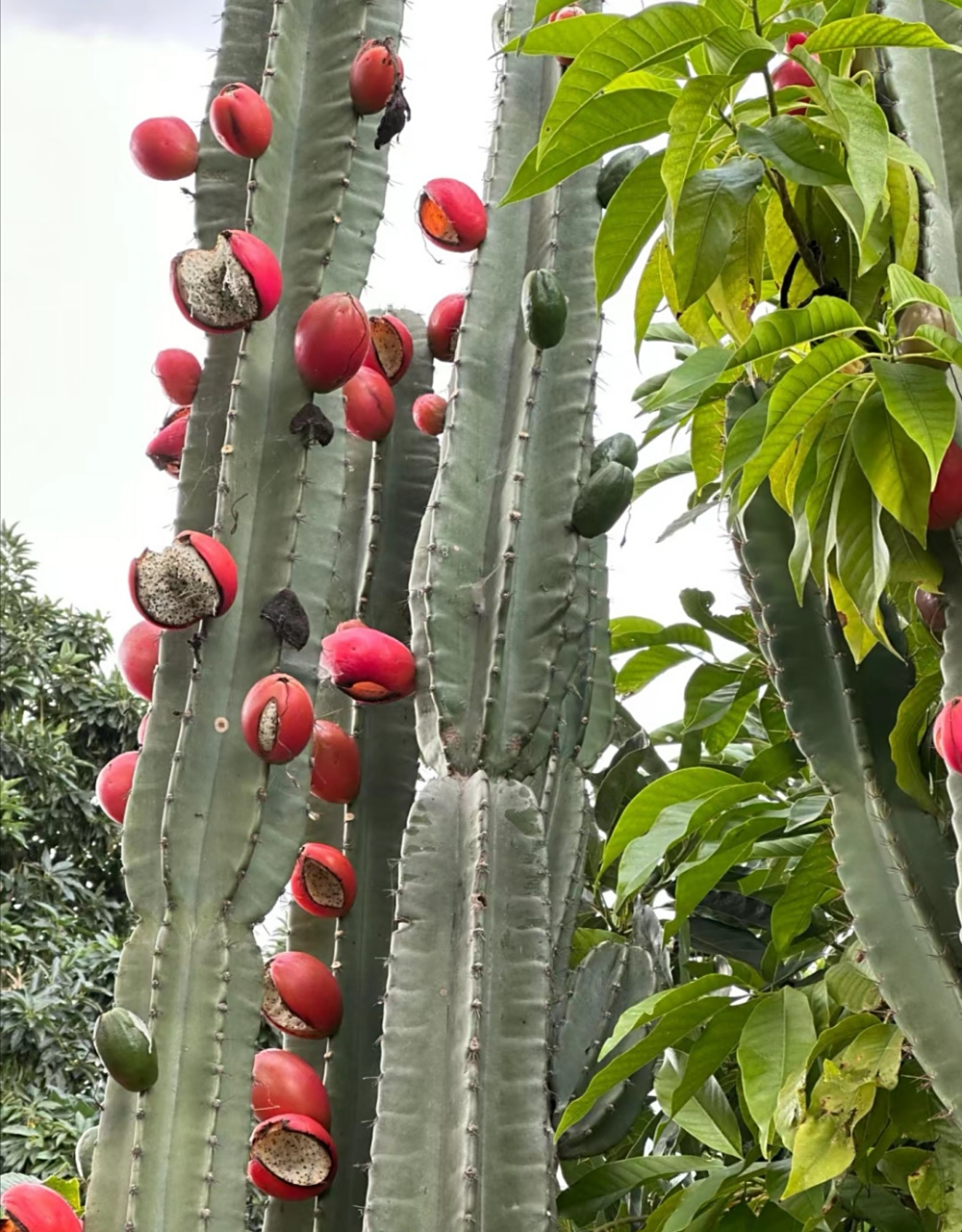 这是火龙果还是仙人掌?