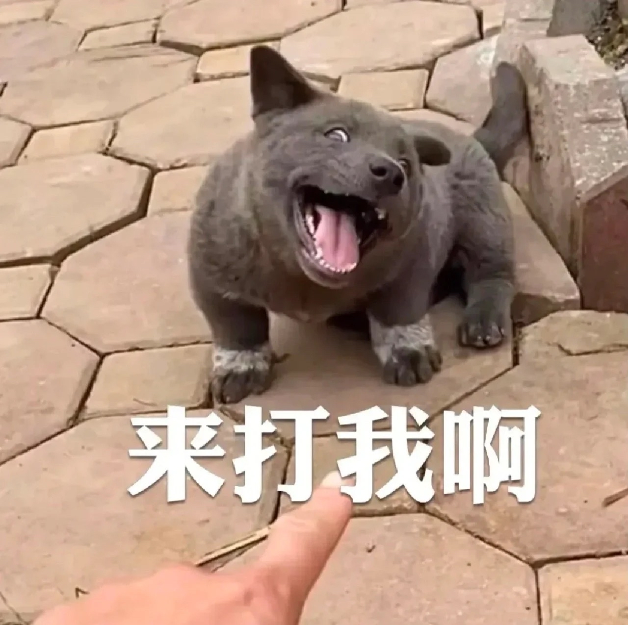 莫言说:让恶狗不再咬你的方法,不是喂狗讨好,也不是躲着它,而是要左手