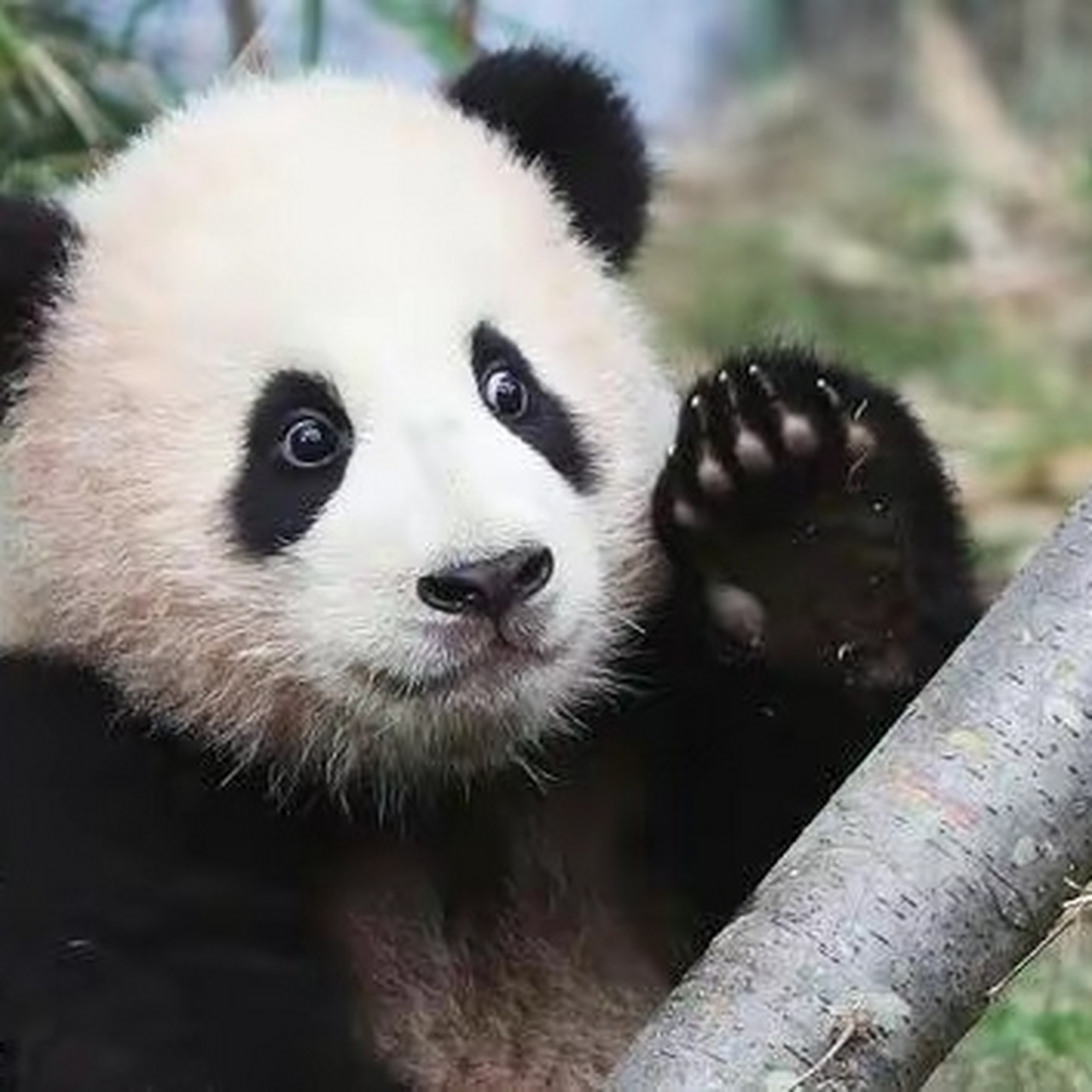 对于韩国而言,拥有大熊猫的国家动物园成为了展示国家实力和形象的