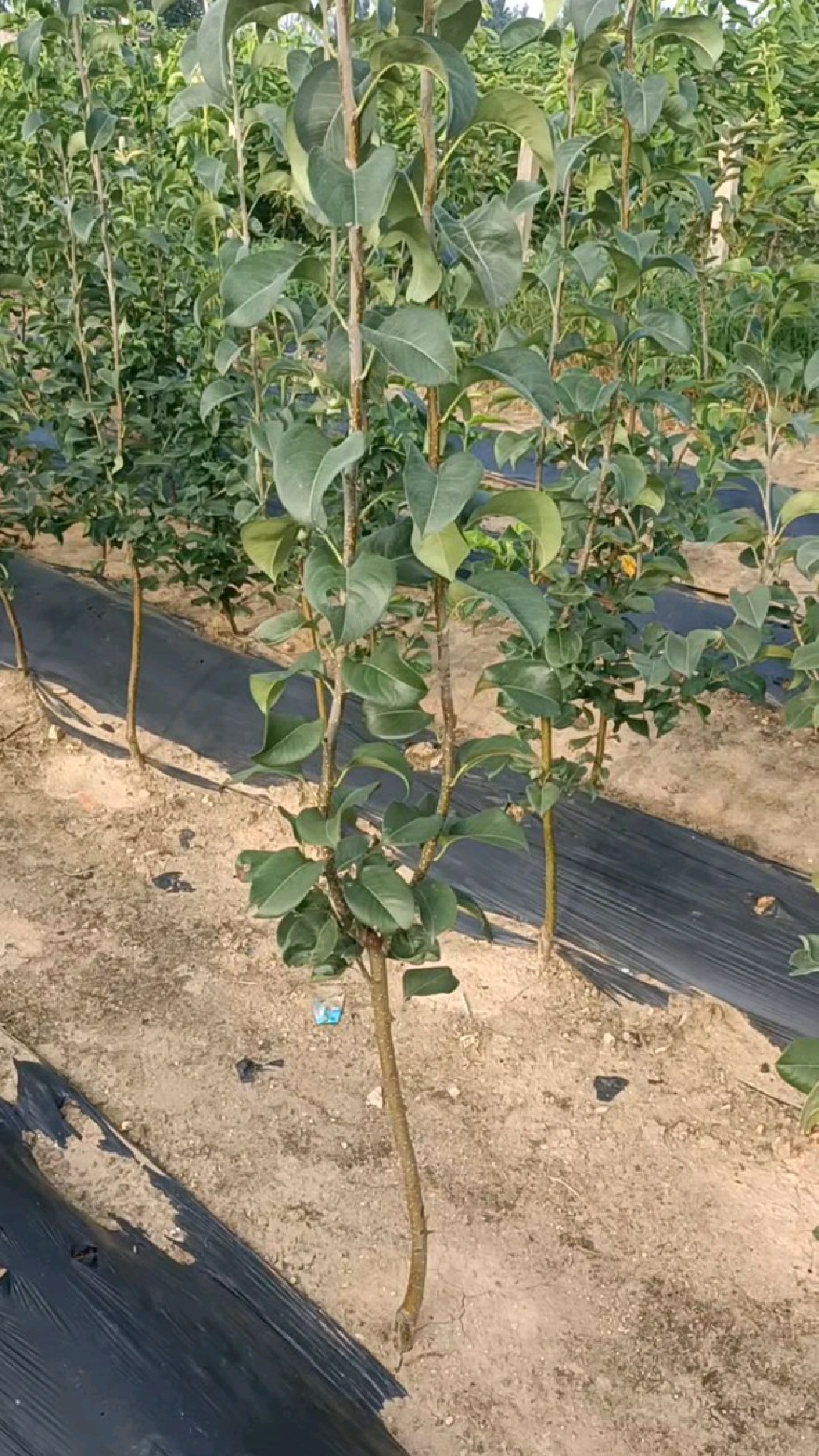 库尔勒香梨苗,嫁接成品苗,拉枝明年结果,口感脆甜,汁水多