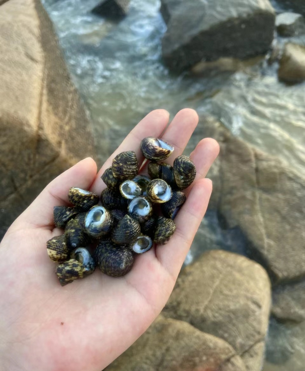 家住海边的朋友们,这种螺能吃吗?