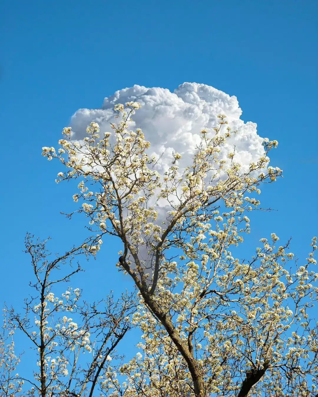 错位风景图:云和树在天空相逢,是巧合,还是一场有预谋的相遇?