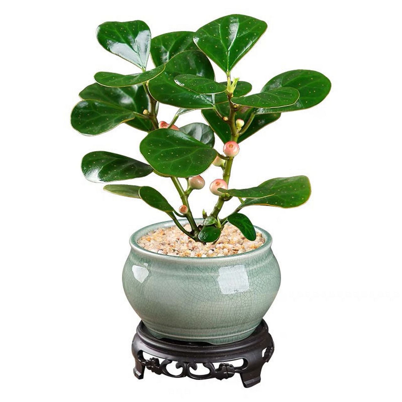 小盼菩提盆栽带果中式禅意小绿植室内花卉植物好养易活菩提树盆景  这