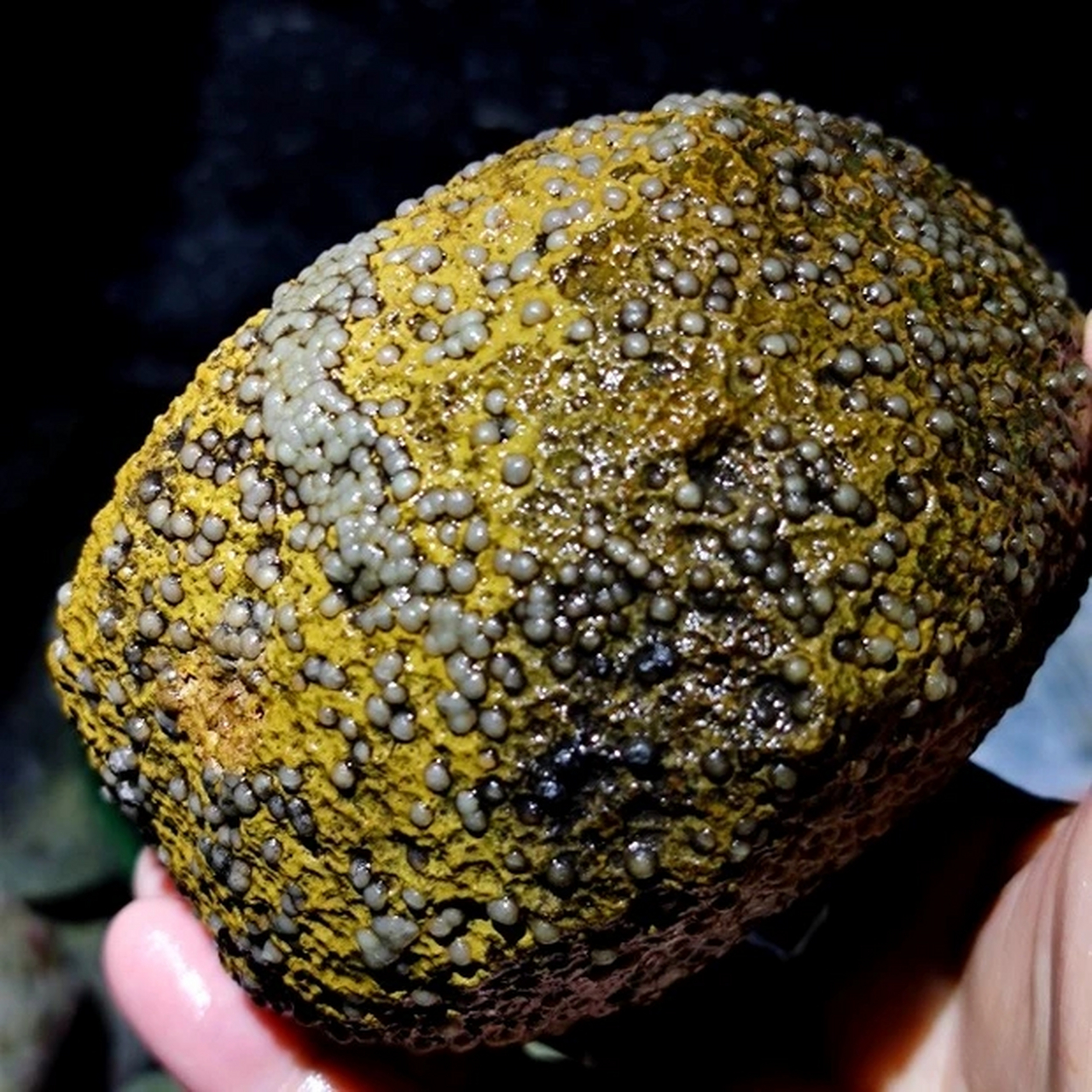 满身鱼籽的战国红玛瑙原石奇石,这是要创造小生命啊节奏吗?