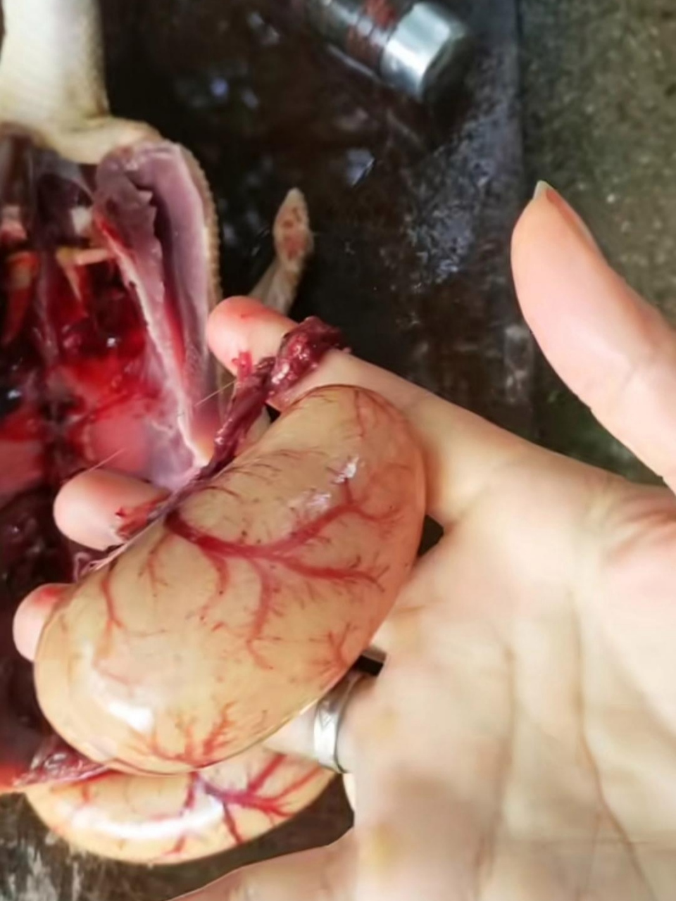 第一次买活鸭,是不是被骗了,鸭子的肾有这么大吗?