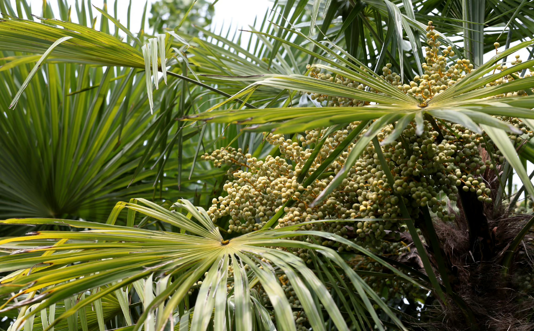 【棕榈】(果实)trachycarpus fortunei,棕榈科棕榈属.
