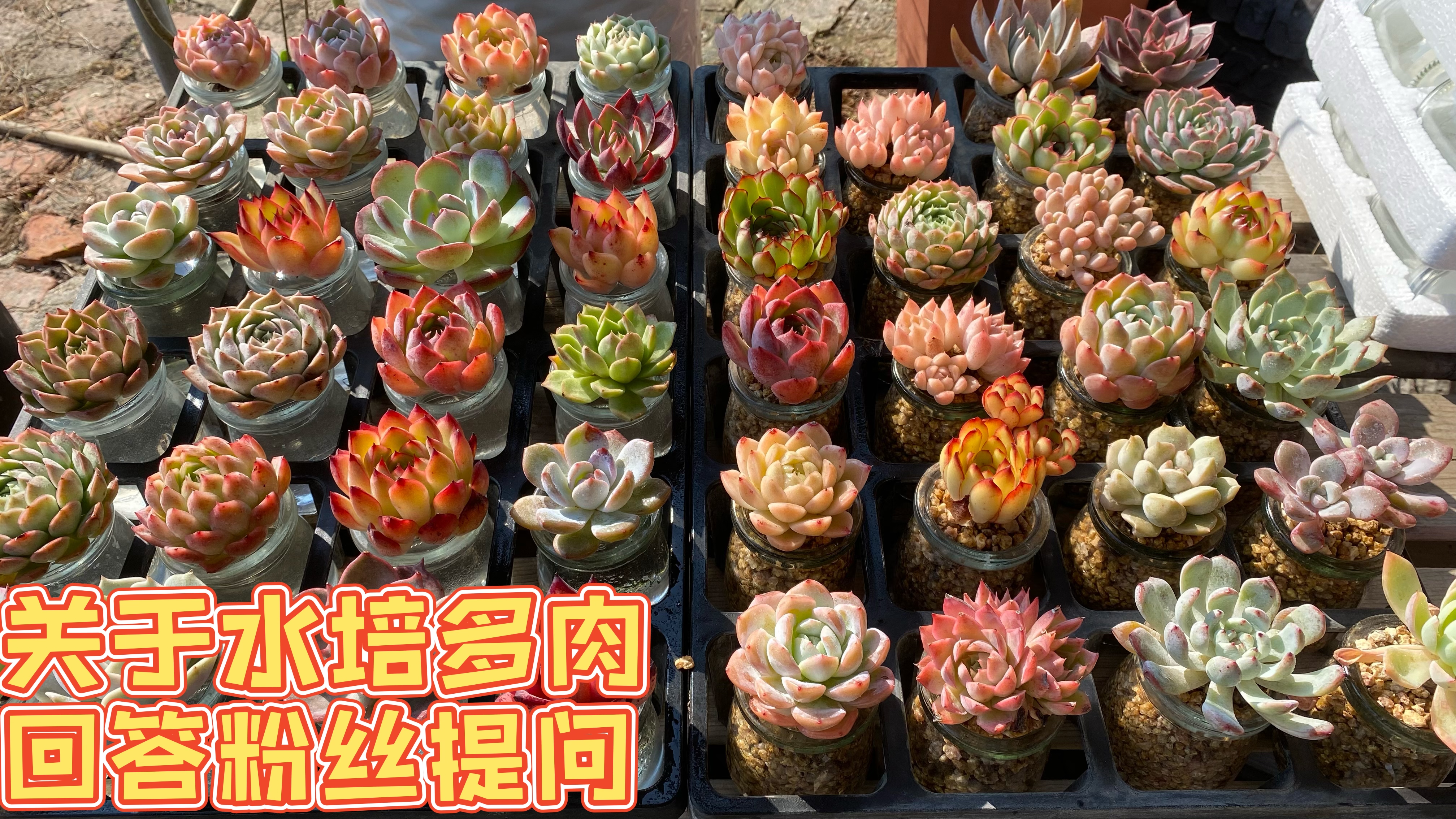 关于水培多肉的养护中的一些问题,回答粉丝的提问,欢迎留言询问