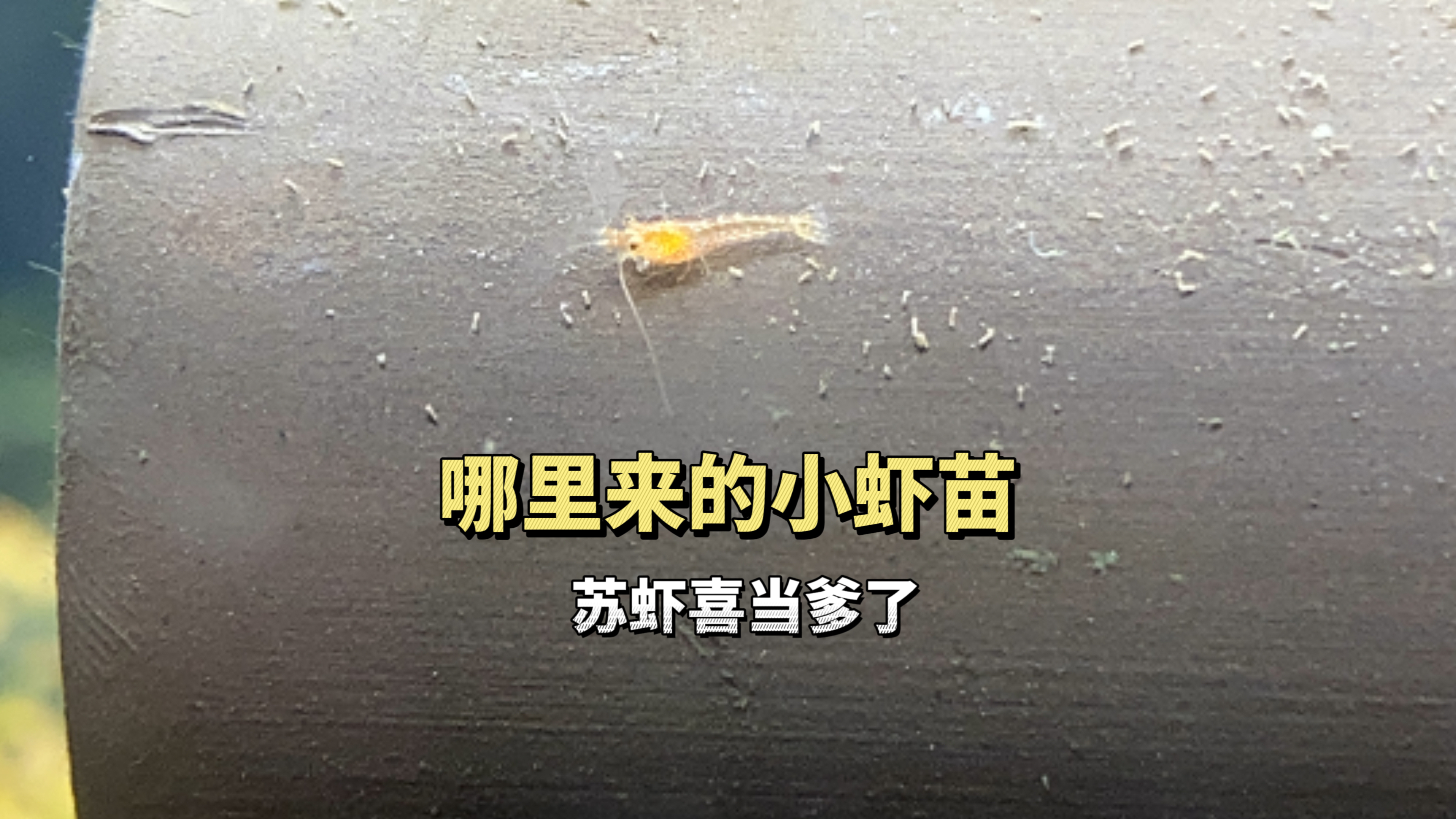 苏虾白袜缸里突然出现一些小虾,也不知道哪里来的