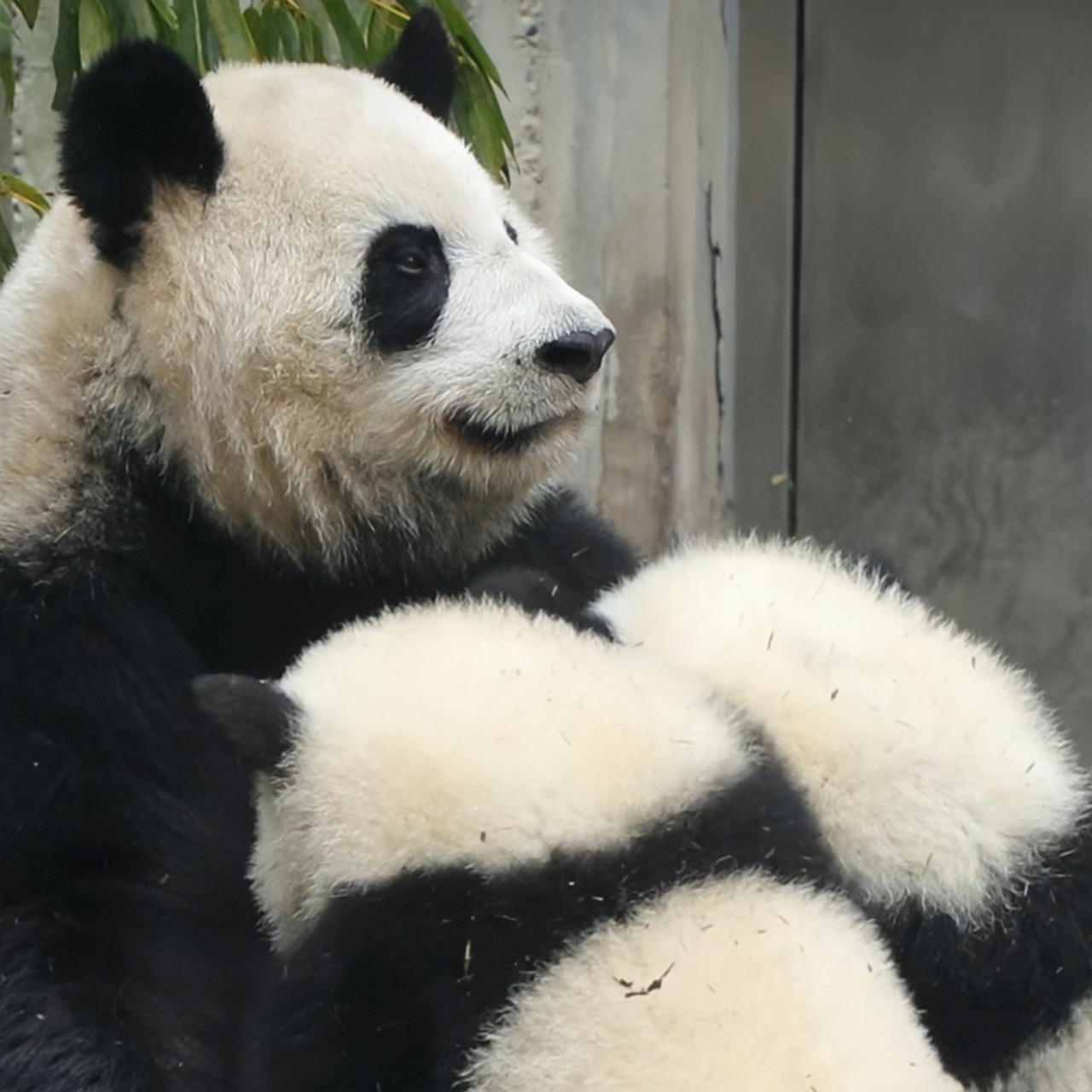 目前大娇还在哺乳期,带两个熊孩子肯定累