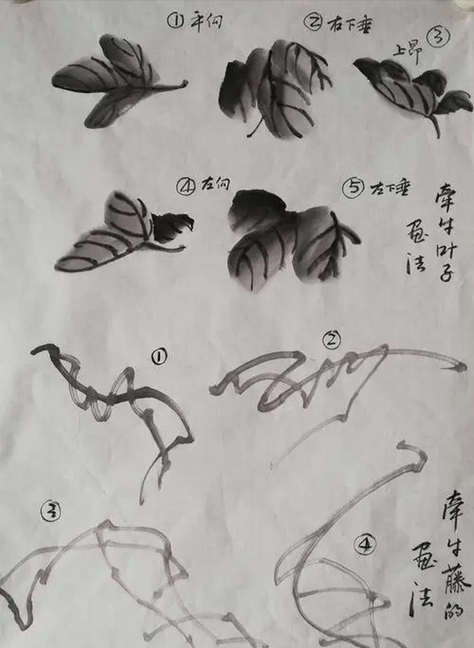 国画小写意牵牛花的画法,拿去不谢[鲜花][心][心][鲜花]