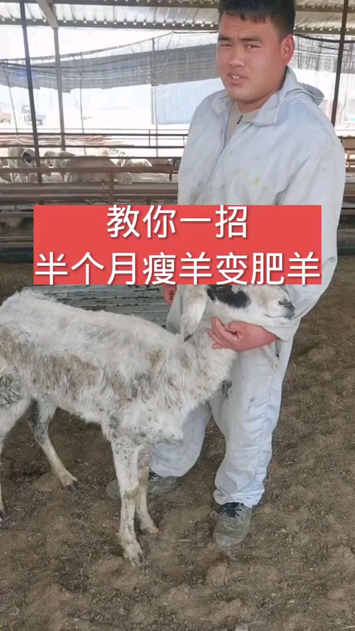 羊瘦到皮包骨头怎么办?