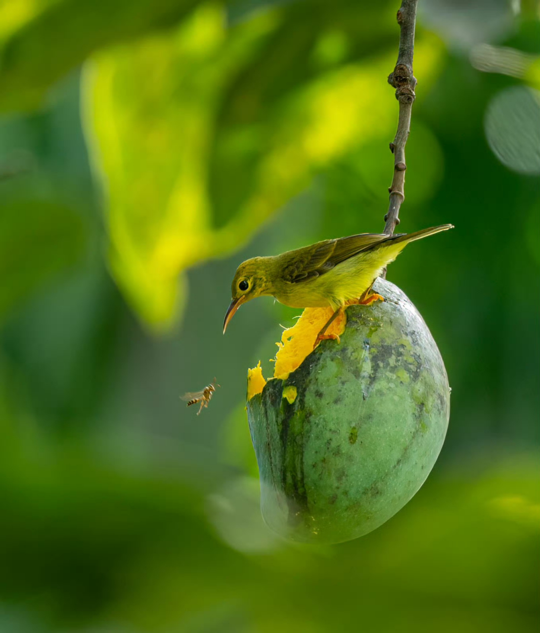 鸟儿来吃芒果,蜜蜂也来了,褐喉食蜜鸟对蜜蜂保持警惕. #假期逛吃指南