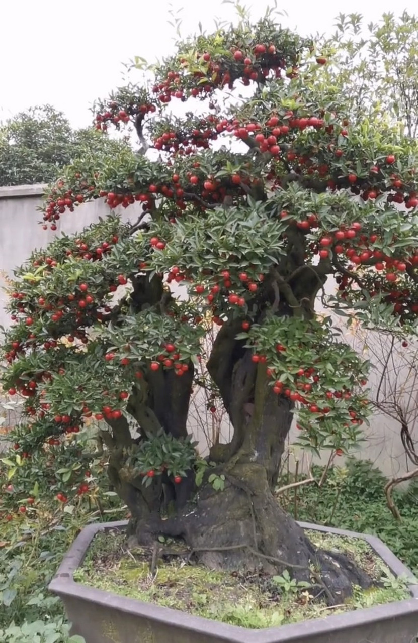 书香静盆景# 巨型极品金弹子老桩,硕果累累,气势雄伟!