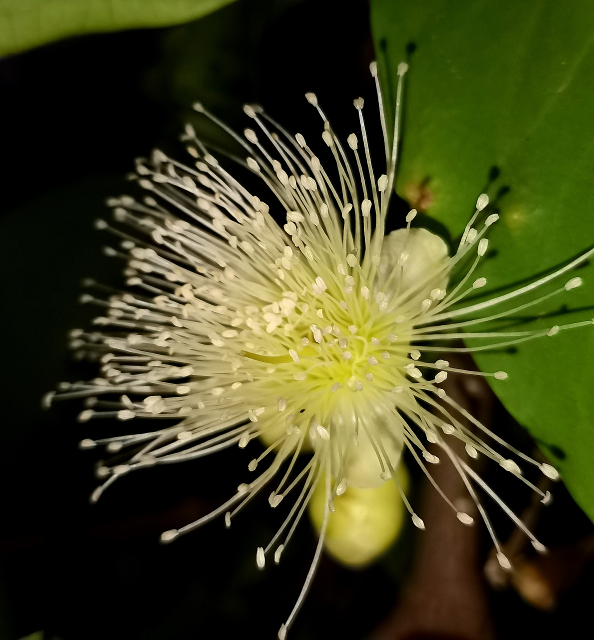 因为洋蒲桃在当地的印尼语中叫"jambu air",使用闽南语的台湾人据此