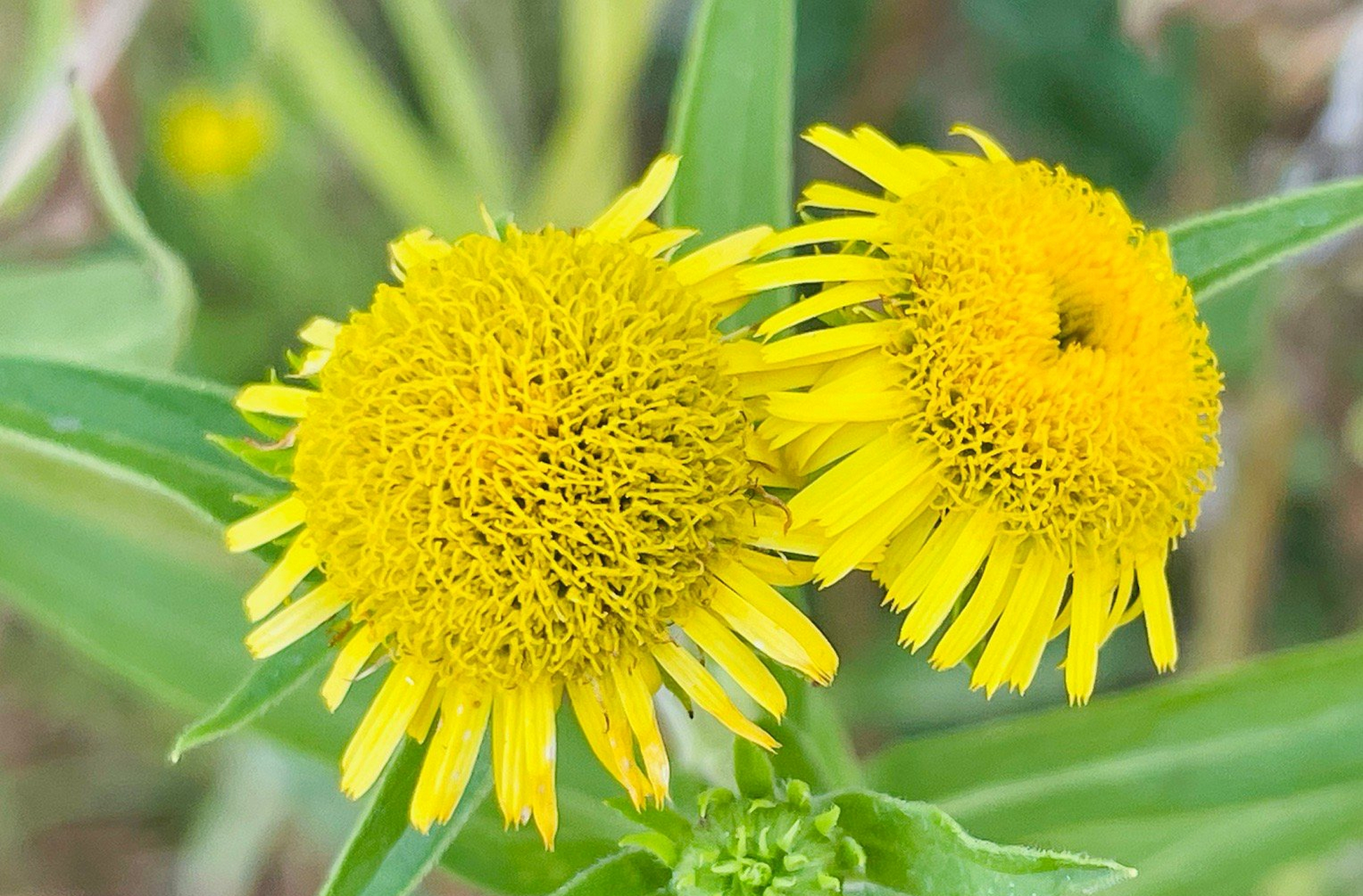旋覆花是菊科旋覆花属植物.茎被长伏毛,或下部脱毛;中部叶长圆形,长圆