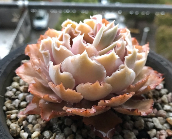 如果认为沙维娜多肉漂亮,家里可以养盆,出状态时不会太差