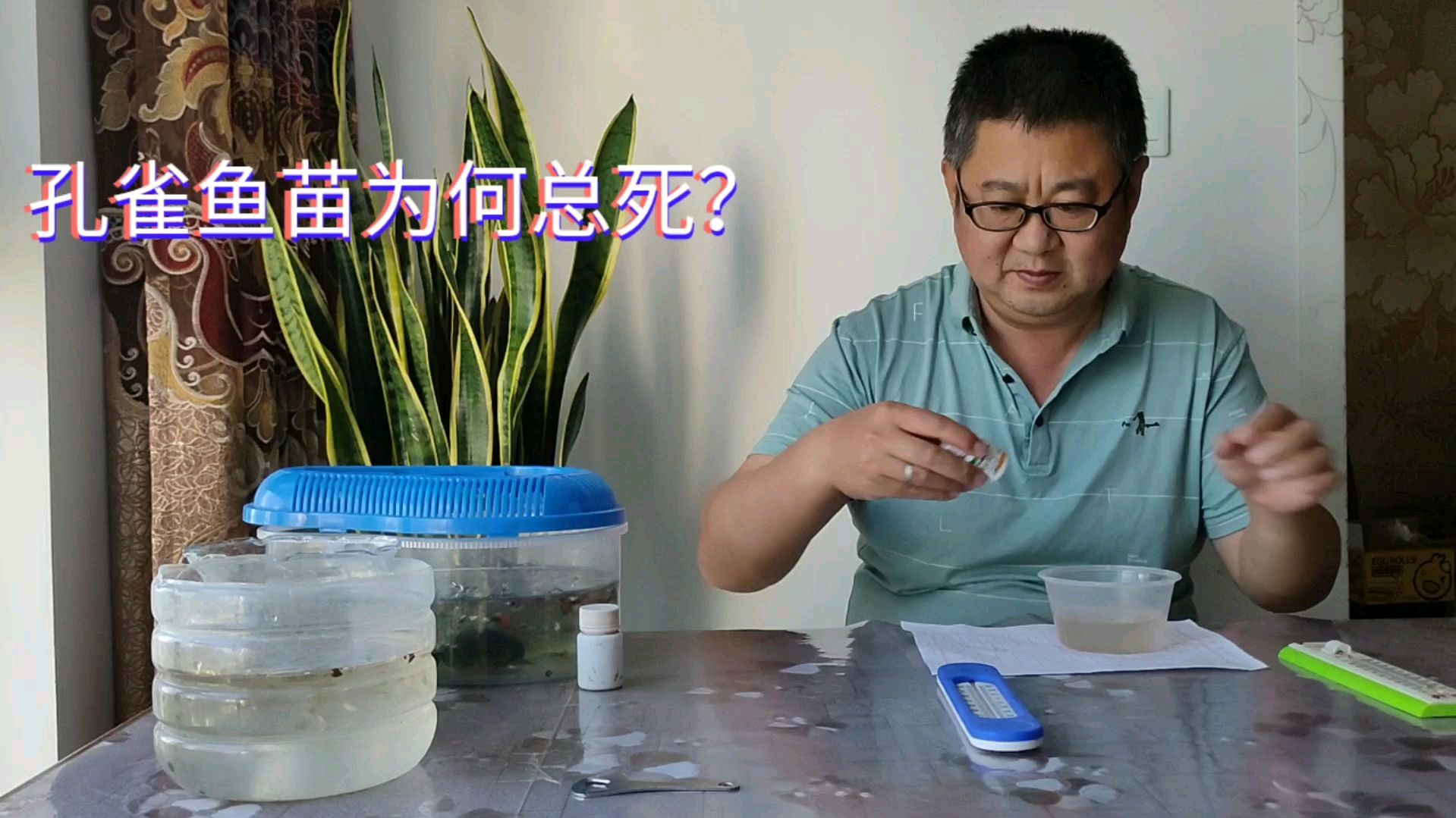 新手:为何孔雀鱼苗天天死?余月:投食不当引起的,我是这样做的