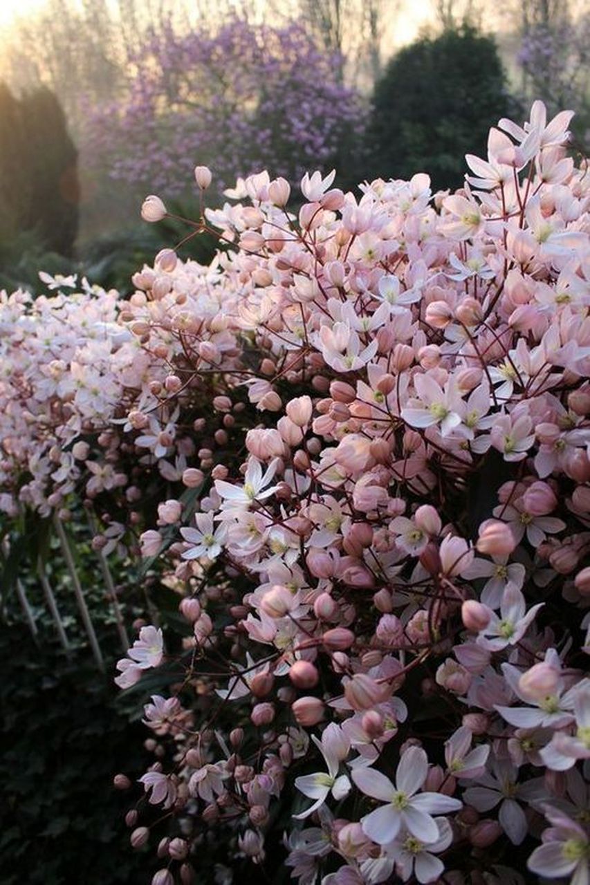 铁线莲"苹果花"具备一流铁线莲的品质,是一个体型特大的家伙,可以攀爬