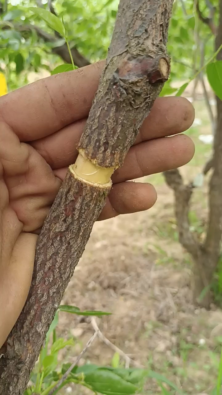 枣树环剥集中优势,接大果