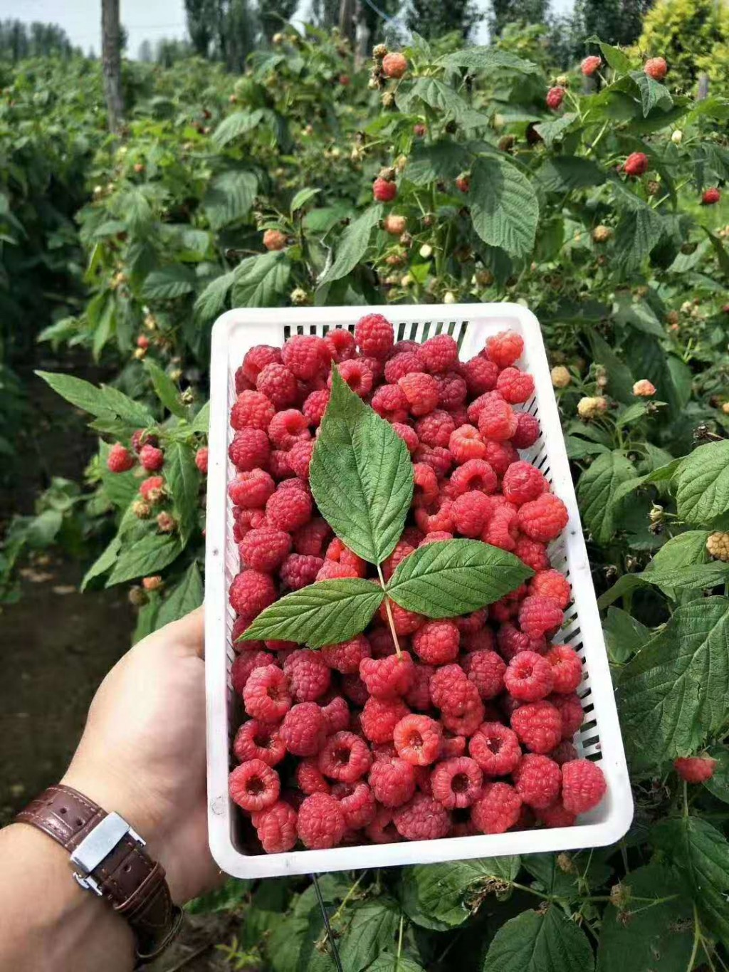 树莓的种类图片
