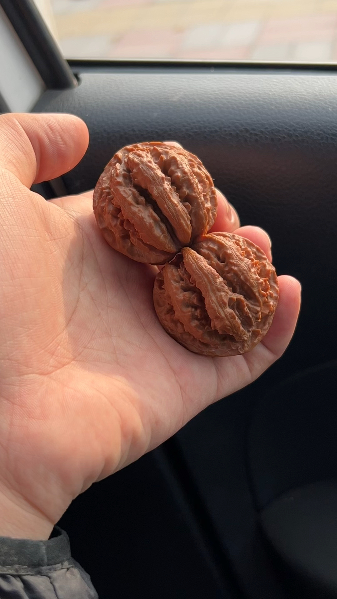 正版粗筋霸王龙,天然的京八棱!