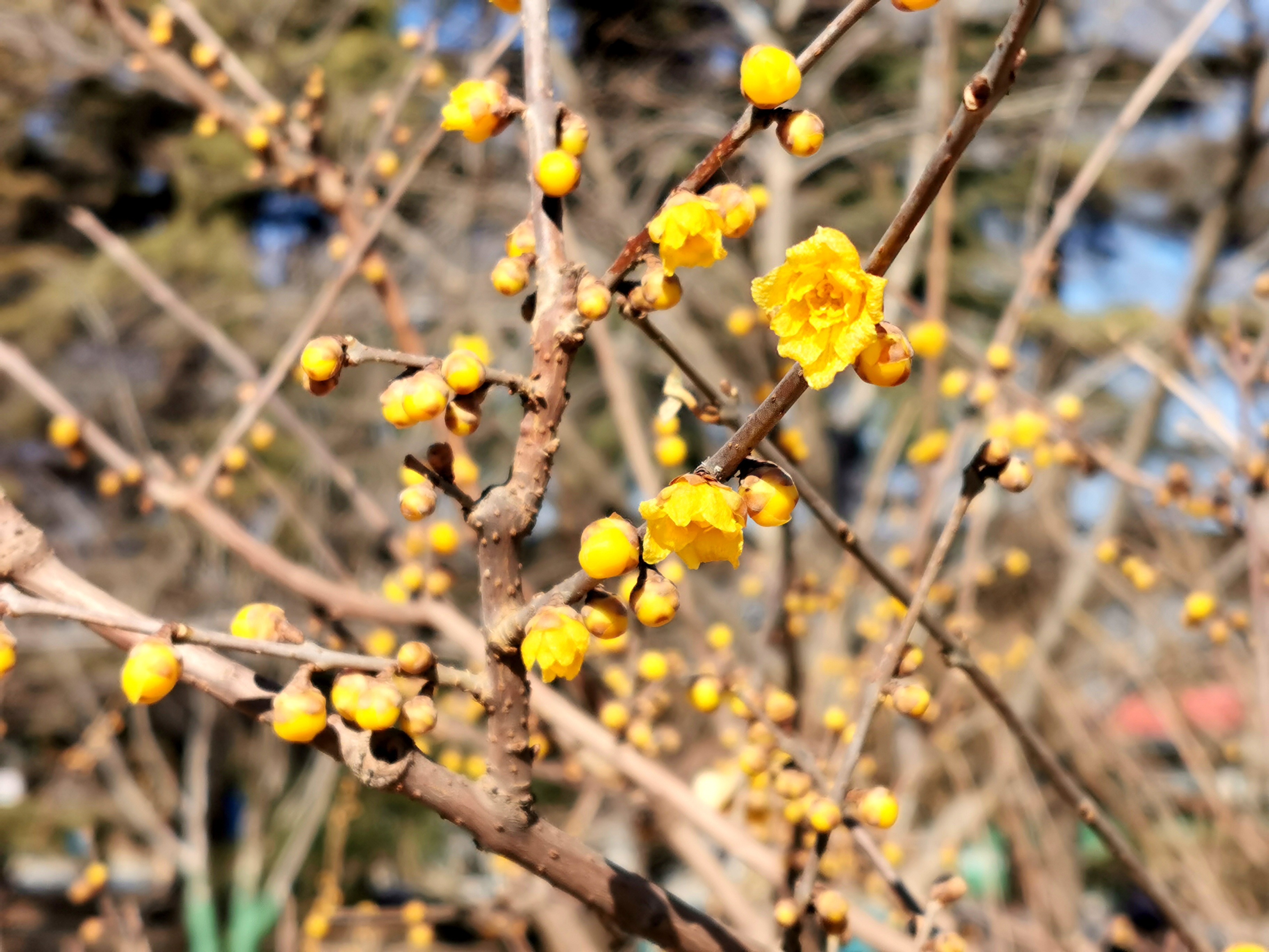 北京正月赏腊梅