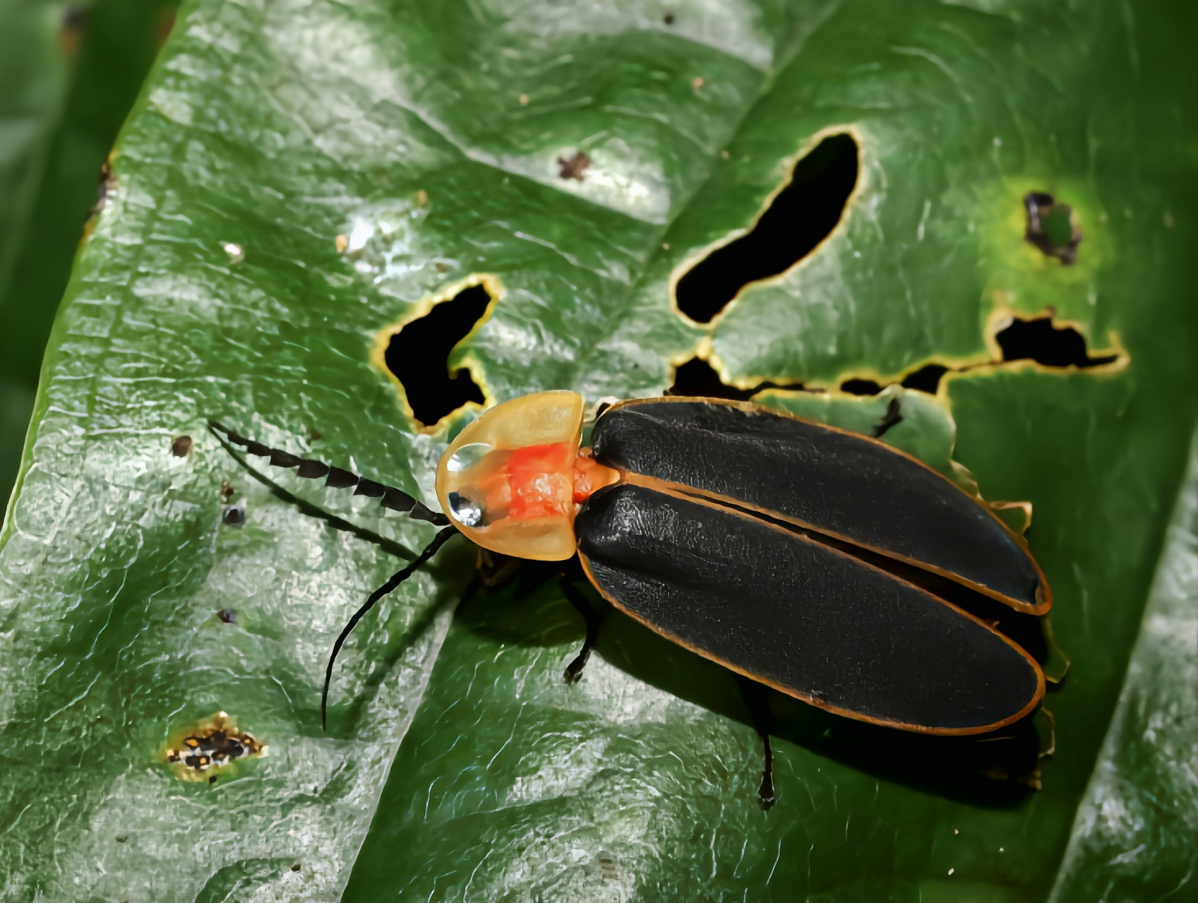 每天认识一种昆虫——山窗萤 山窗萤别名山窗萤火虫,是鞘翅目,萤科,窗