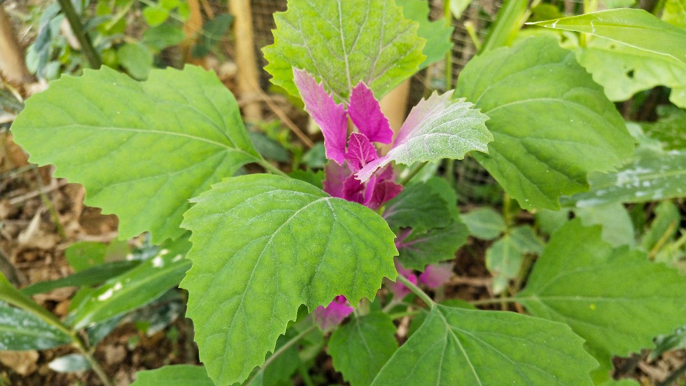 农村有一种野菜叫灰灰菜,我们这称它为红色益母草,你们都见过吗