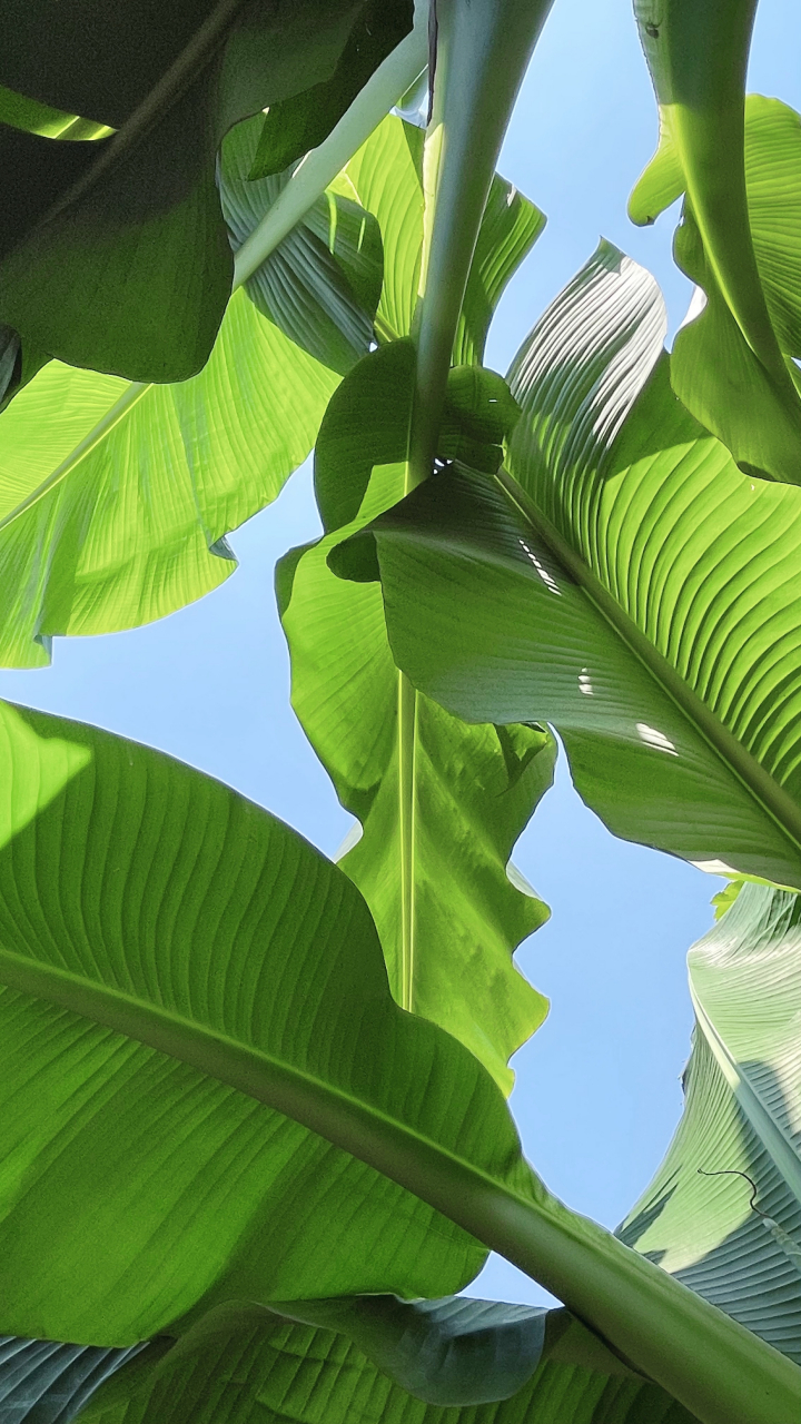 这一抹独属于夏季的蓝绿 芭蕉叶分割的天空!
