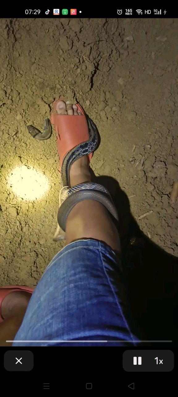 他特别的怕蛇,又不知道这条蛇有毒没毒,脚又不敢松开,手又不敢去抓.