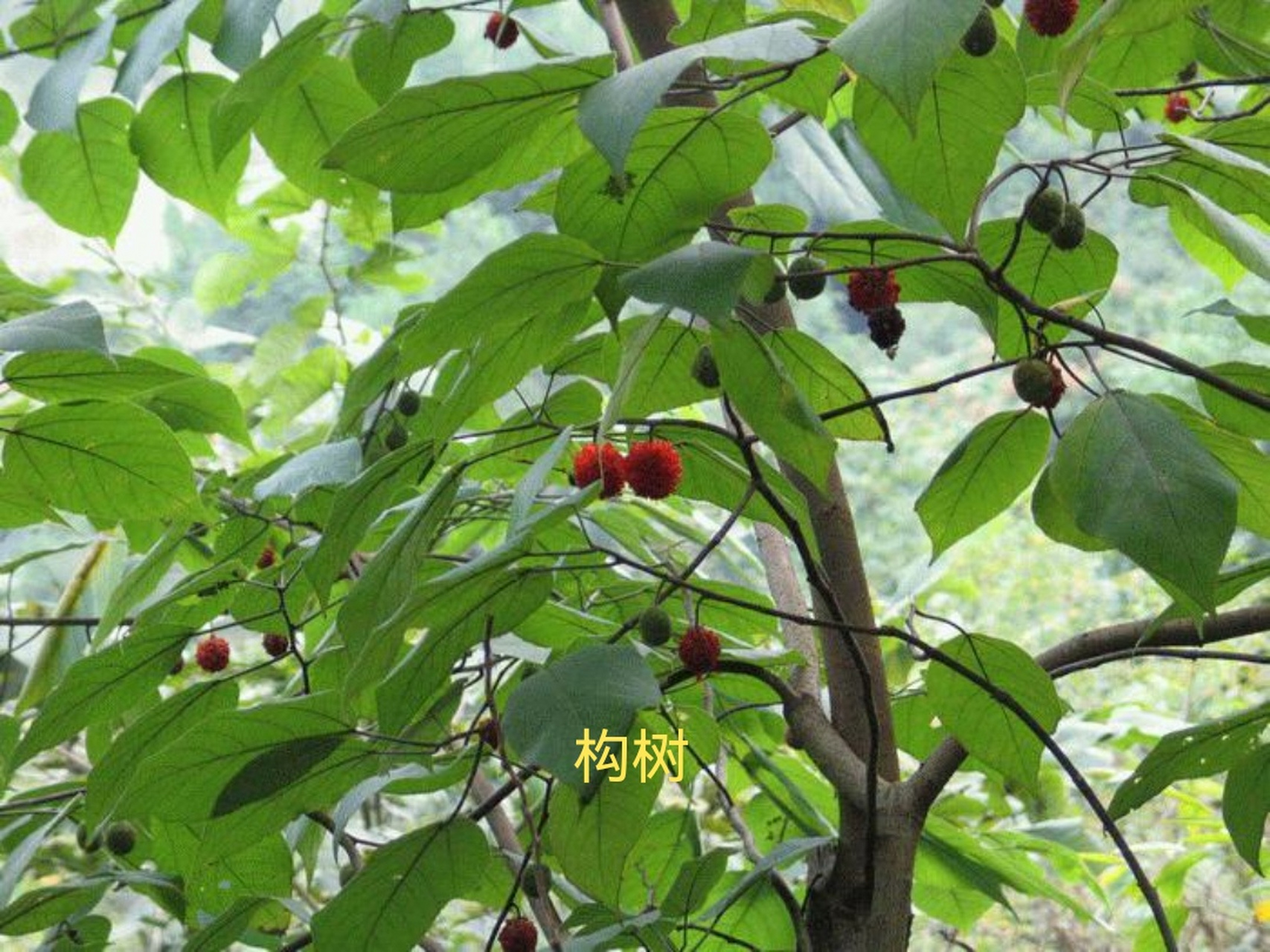 迷榖(gǔ) 据南山一经所记,招摇山上有一种树,名叫迷穀,这树的形状像