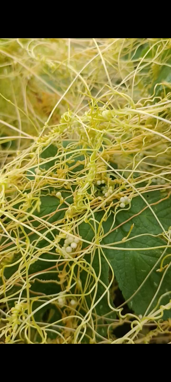 兔狮子也叫无娘藤