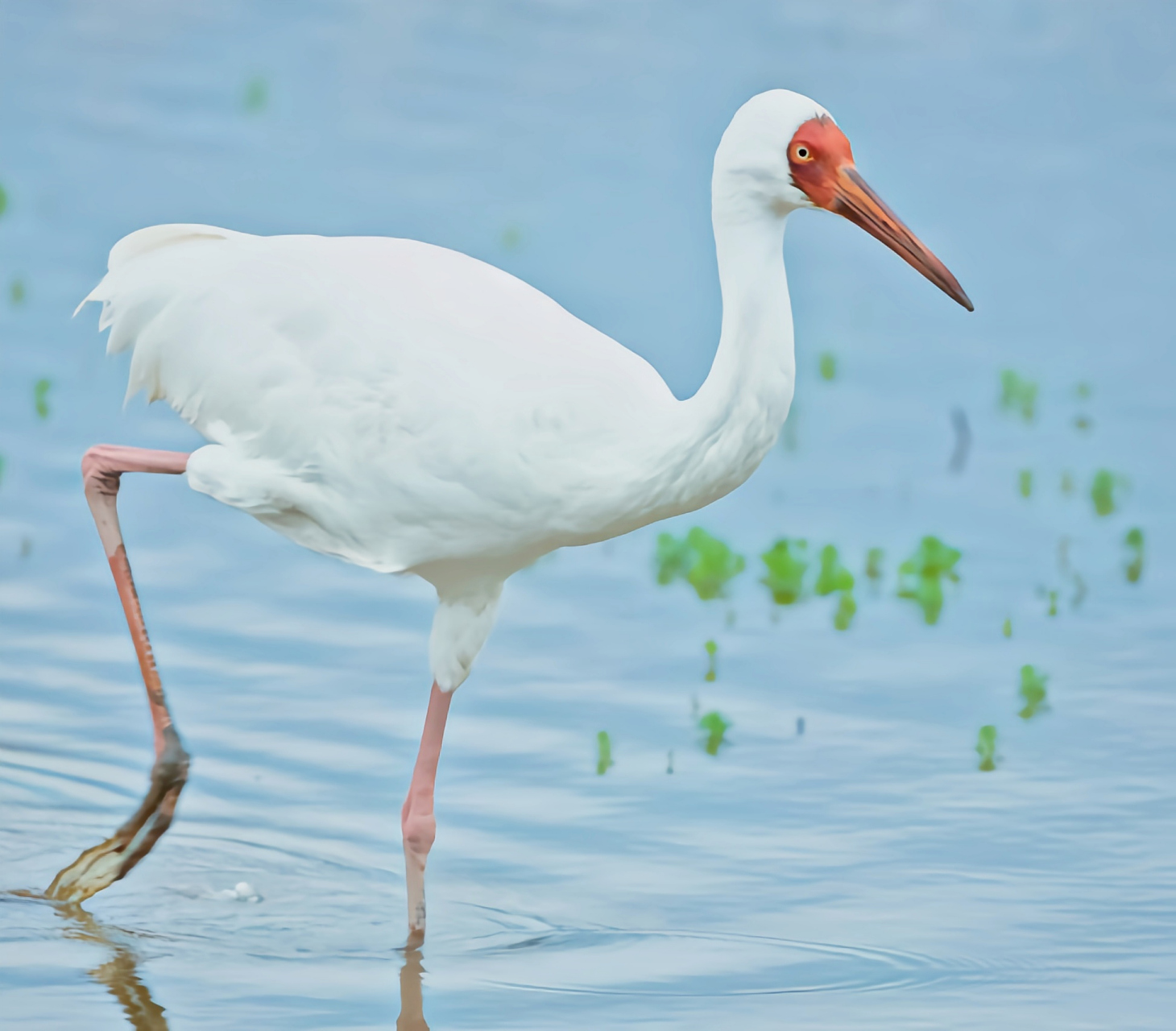 哪些有点"刑"的鸟类——白鹤 白鹤是鹤形目大型涉禽,体羽白色,头顶和