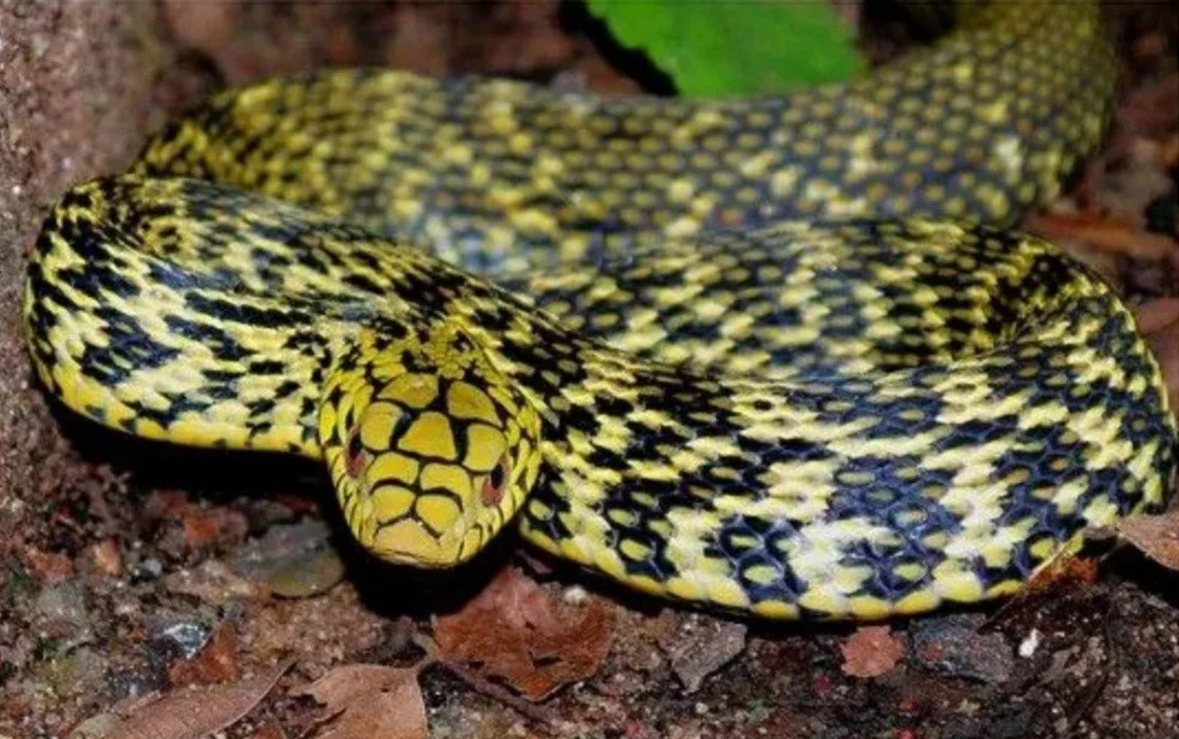 菜花蛇明明无毒,凭啥被叫作"蛇王"?为啥其它毒蛇反而害怕它?