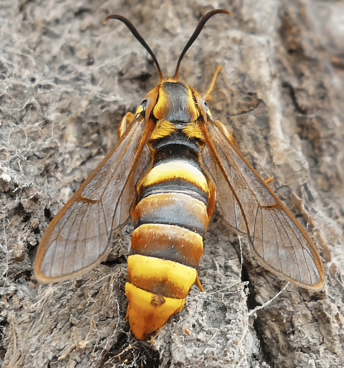 每天认识一种昆虫——透翅蛾 透翅蛾是鳞翅目,透翅蛾科昆虫.