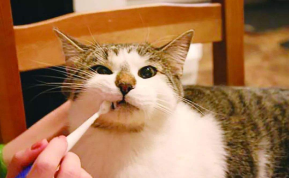 当我们发现猫咪口臭时应该怎么办?