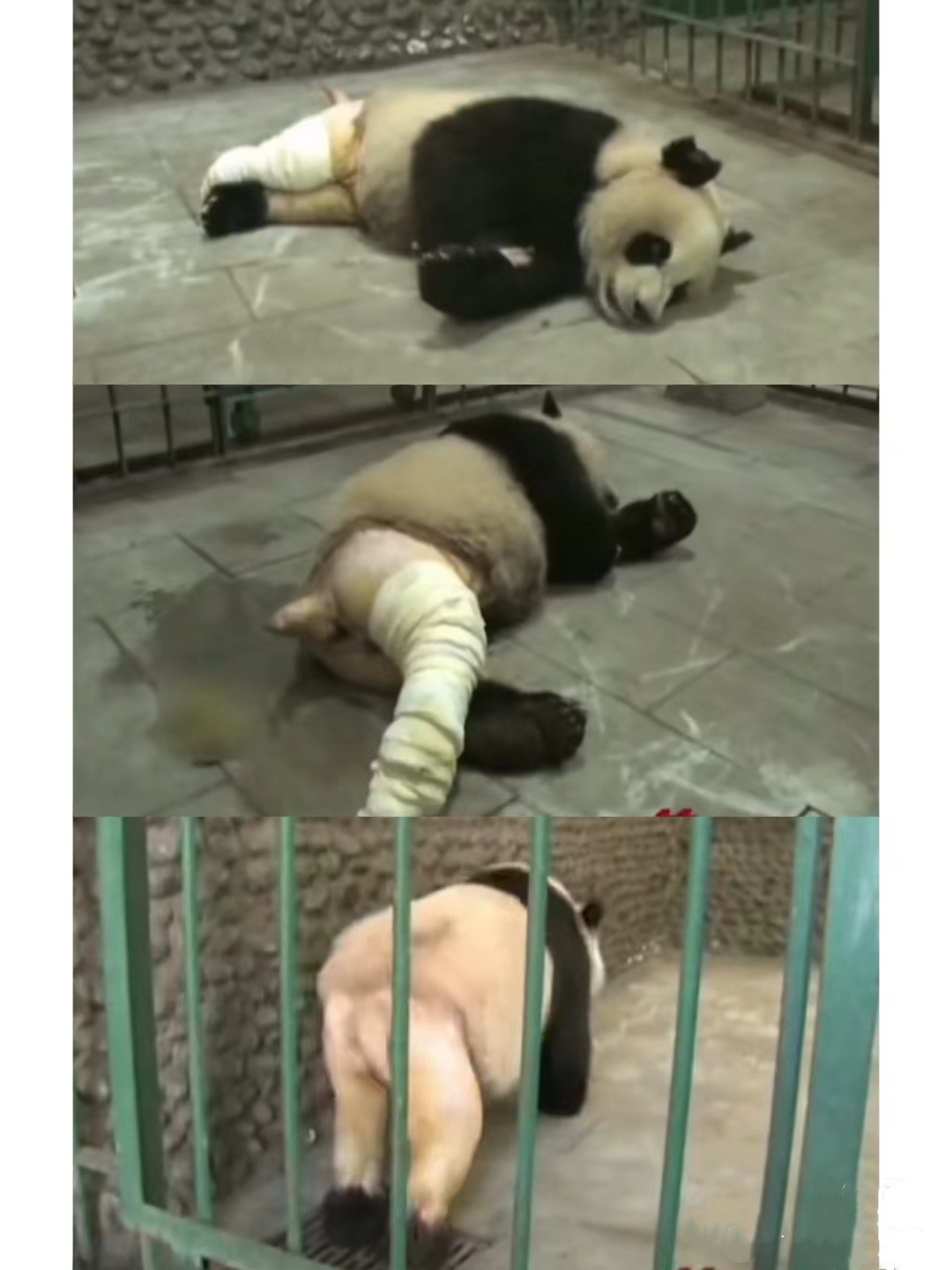 熊猫界的"天选倒霉蛋"——缘小