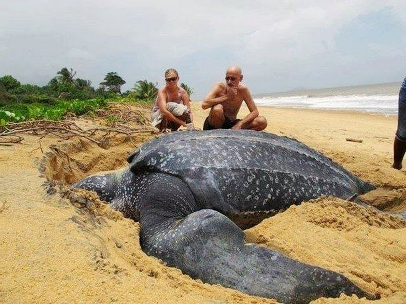 海中巨兽,棱皮龟,外壳上有多道棱,可以长到500公斤.#动物趣图