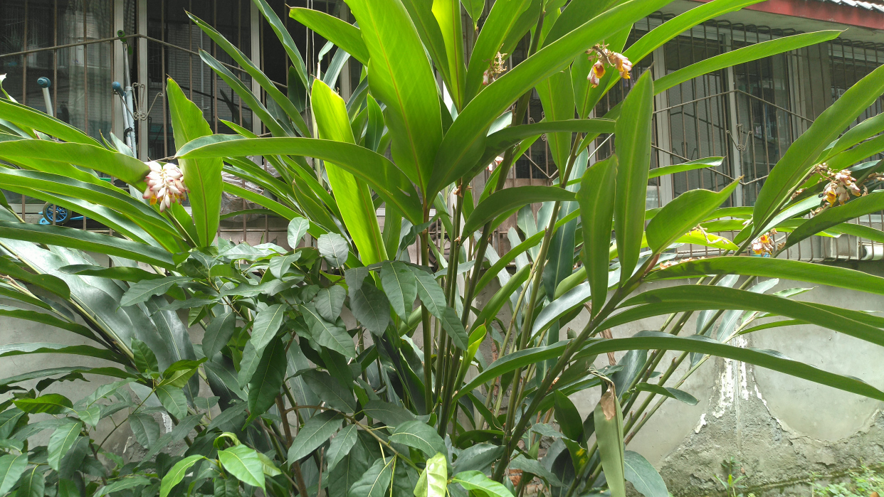 艳山姜低眉垂首,花娇艳欲说还休