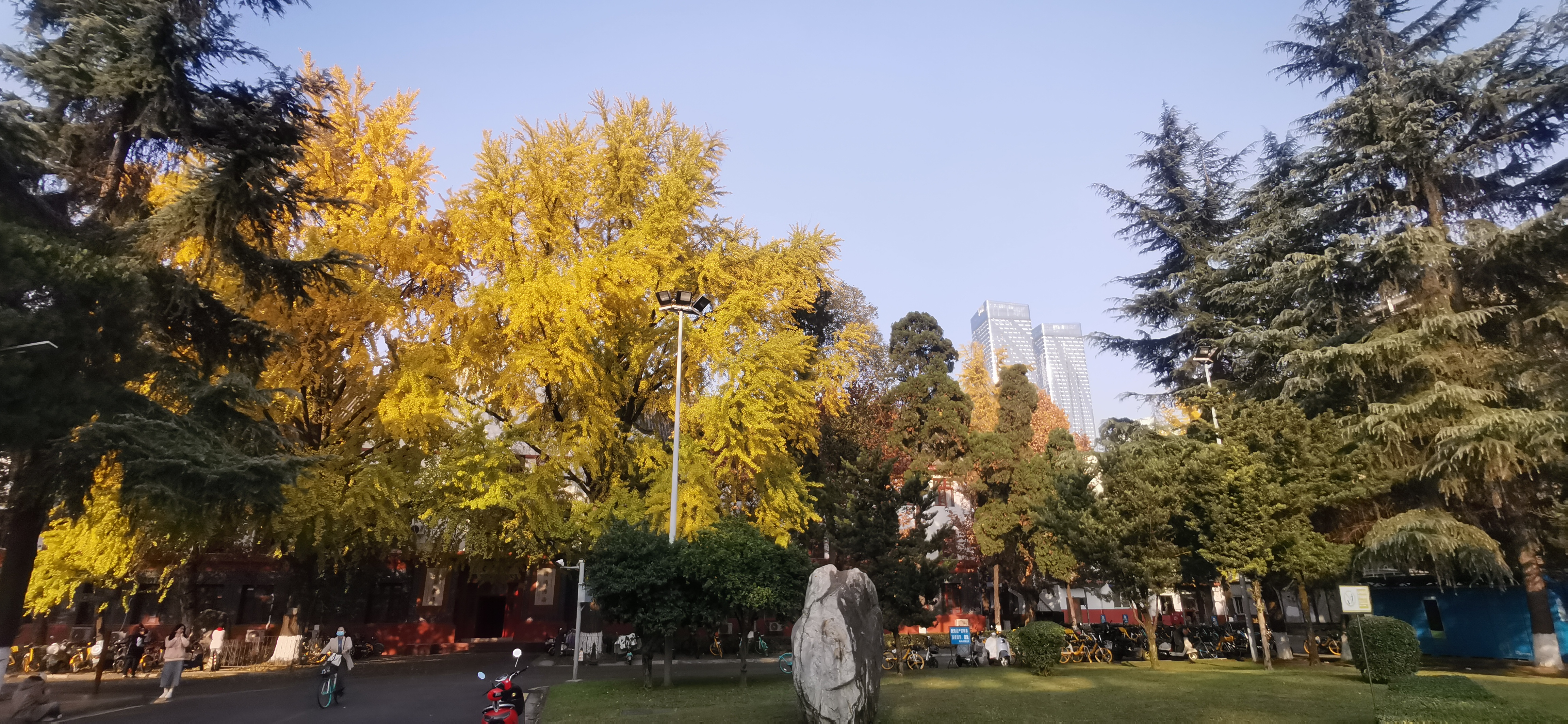 四川大学的银杏梧桐季,你不能错过的校园美景,附实拍照片及攻略