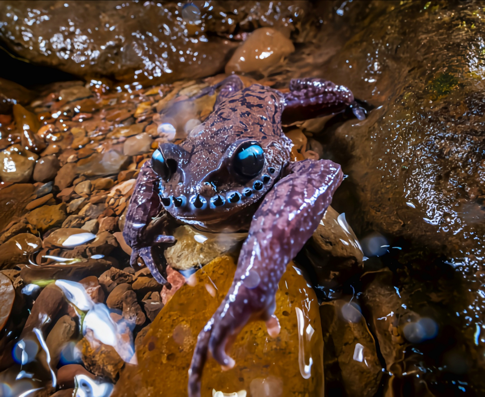 每天认识一种动物——哀牢髭蟾 哀牢髭蟾原产于亚洲东南部,是我国特有