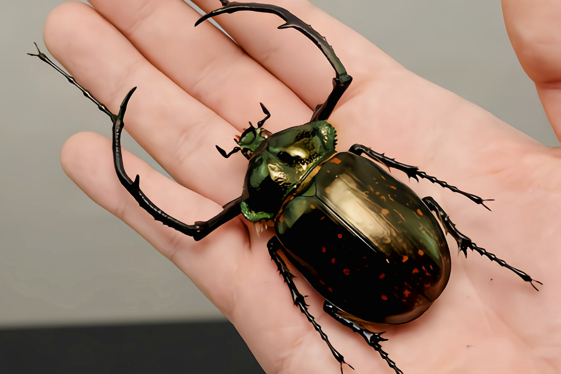 每天认识一种昆虫——越南长臂金龟 越南长臂金龟别名越南彩壁金龟,是