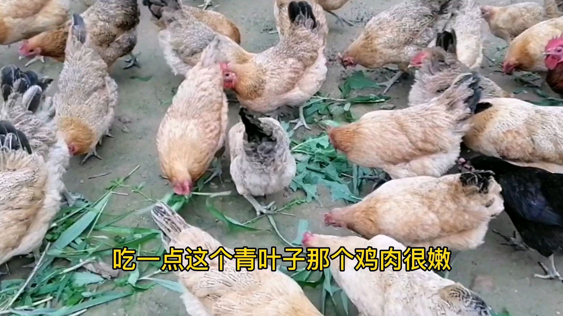 散养鸡适当的吃点野菜肉质嫩口感好