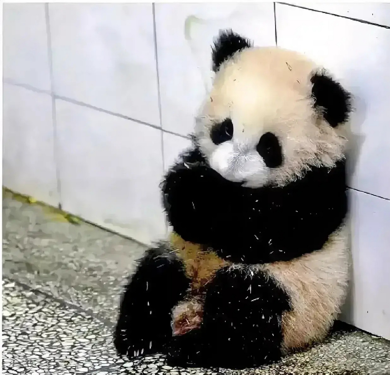 每次一看到小奇迹的这张图片都好难受,这么小,这么无助.