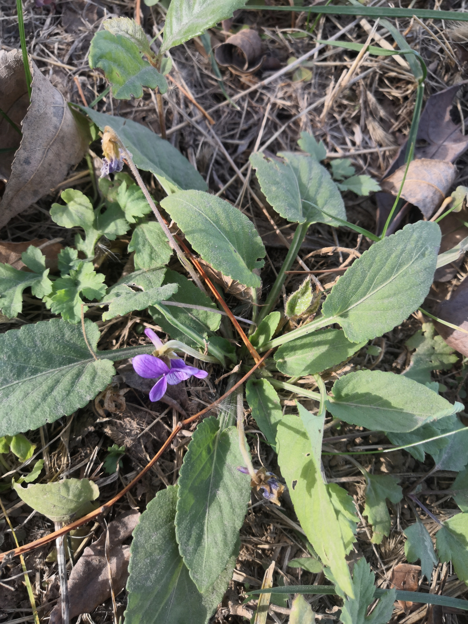 下面几张图,哪些是早开堇菜,哪些是紫花地丁?