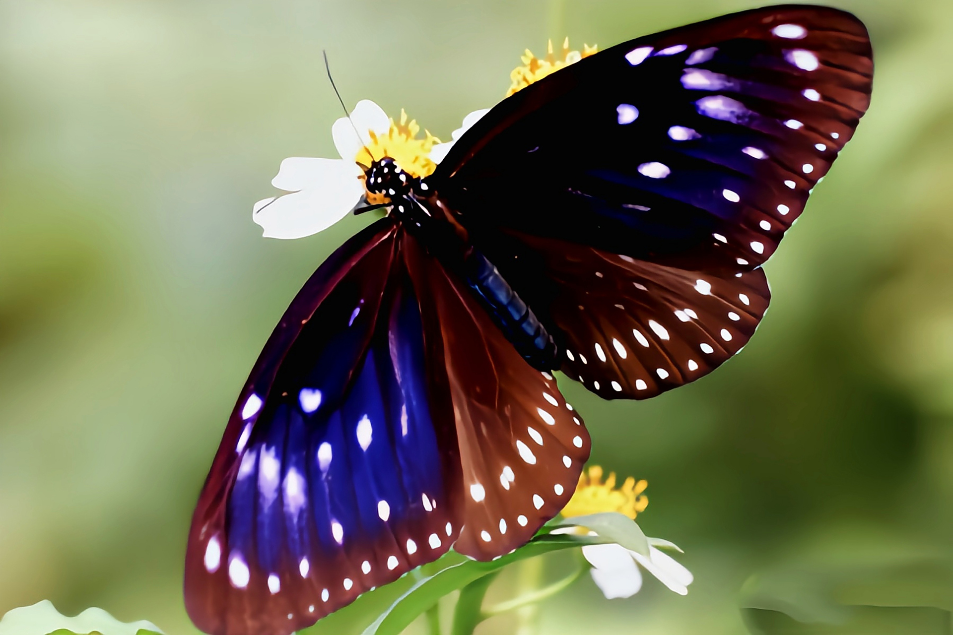 每天认识一种昆虫——蓝点紫斑蝶 蓝点紫斑蝶别名白点紫斑蝶,拟幻紫斑