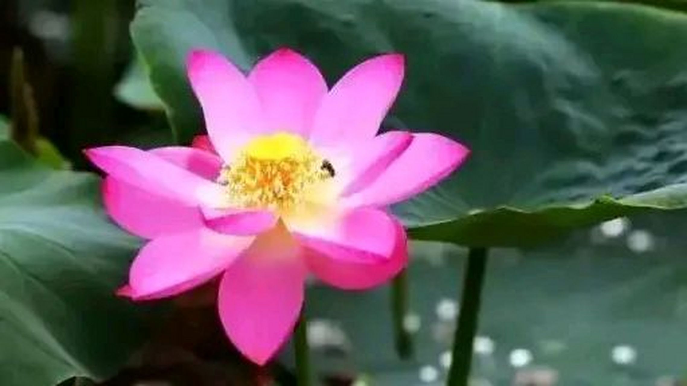 圆明园古莲开花了# #圆明园幸存的古莲开花了yyds